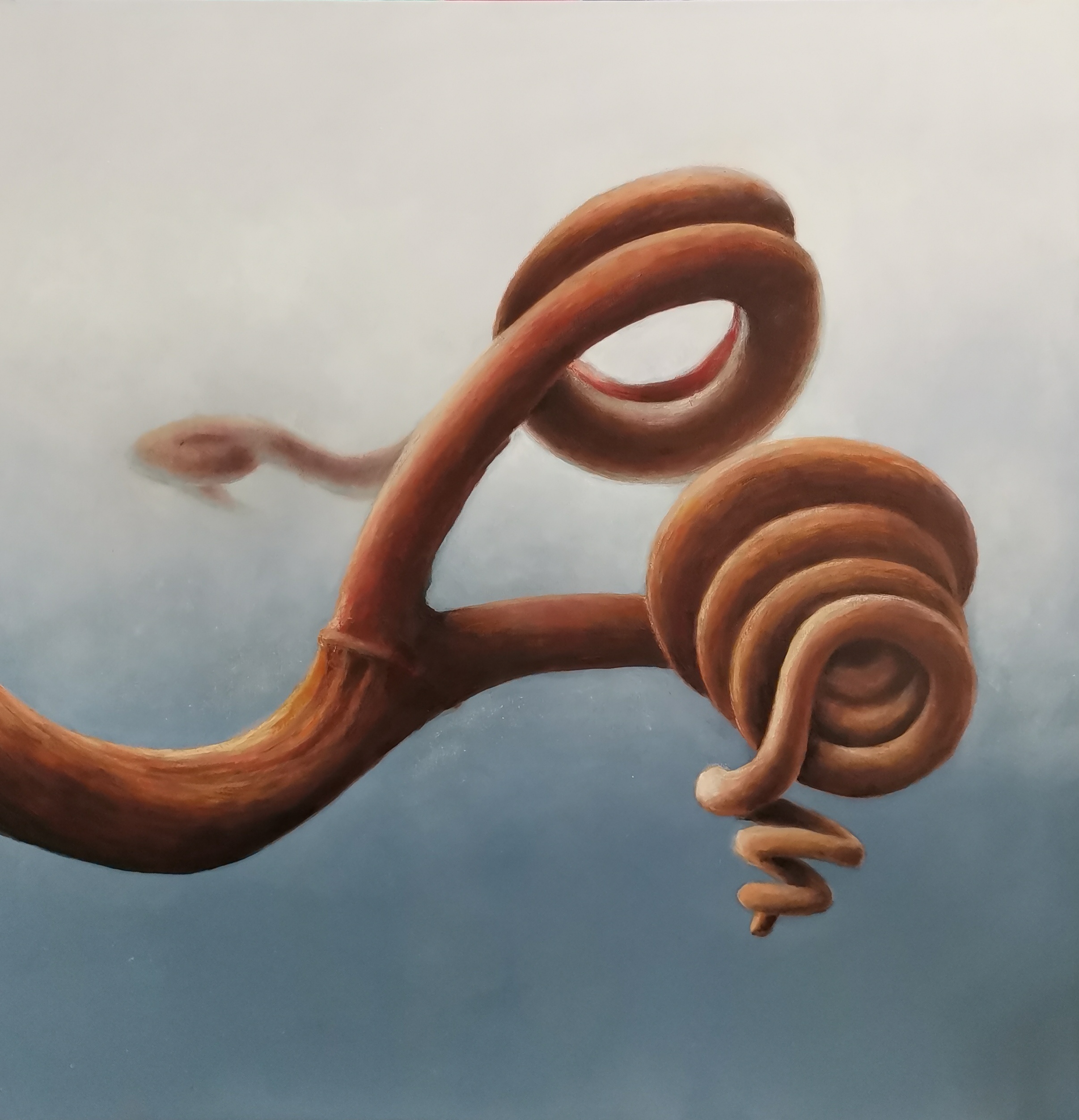 Spira Mirabilis